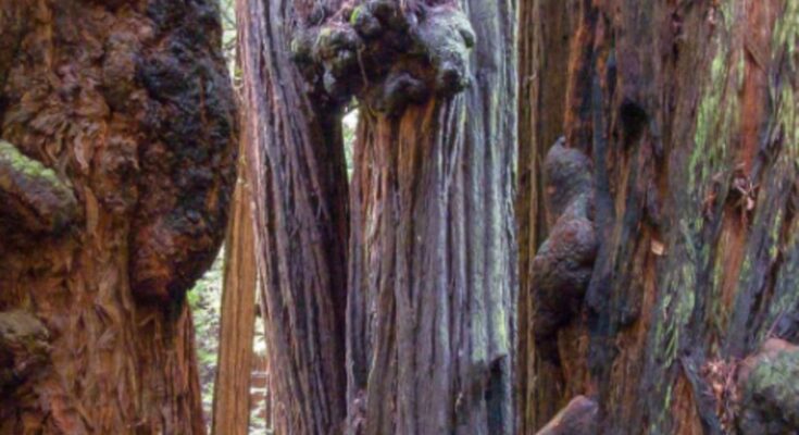 Bohemian Grove